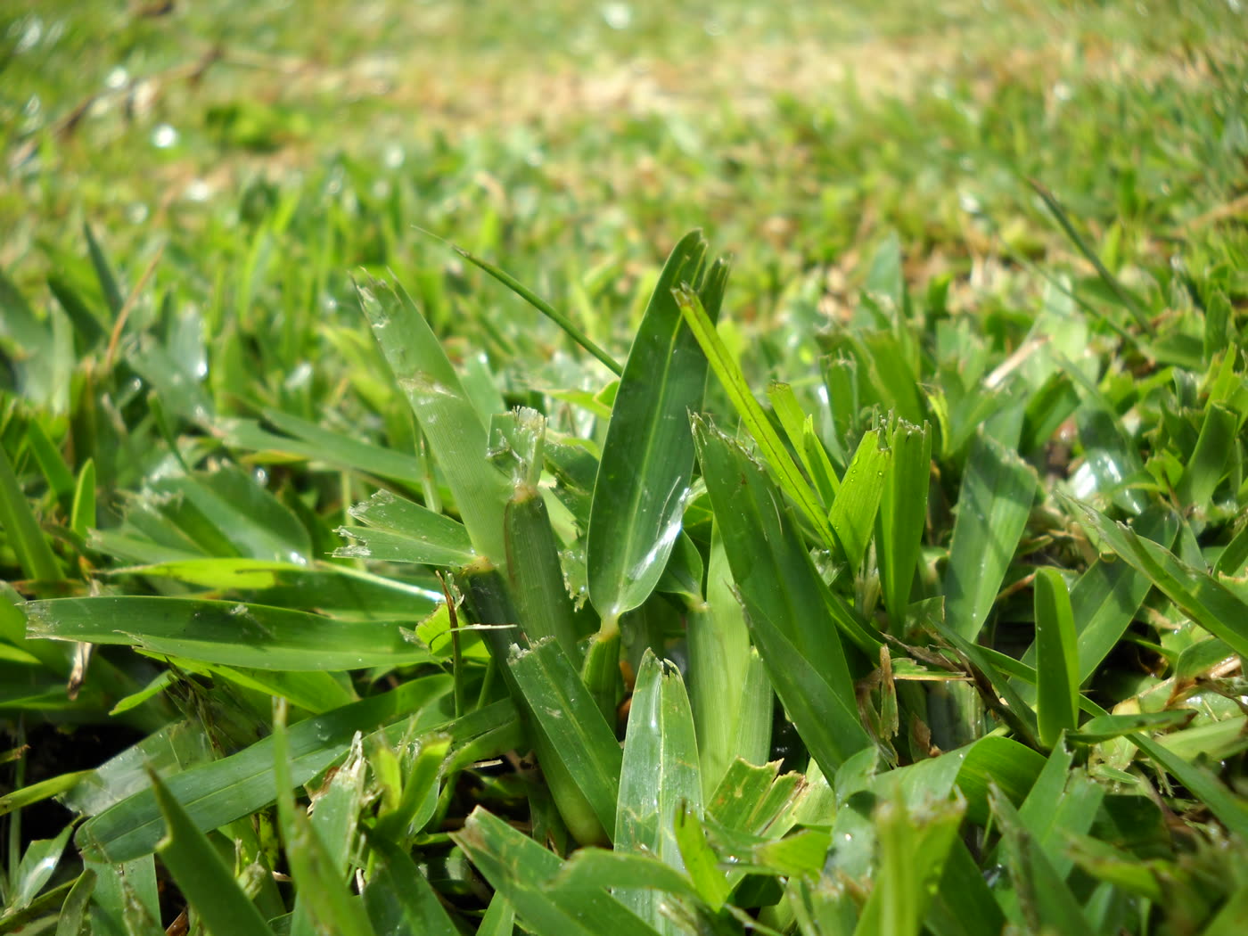 Pasto Alfombra de hoja ancha