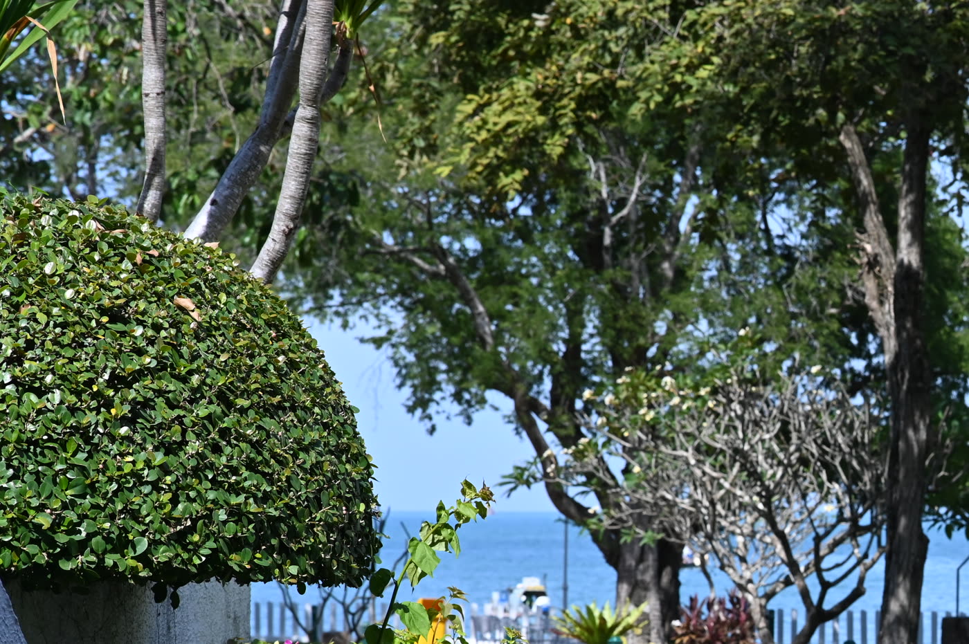 Árboles en un jardín con cielo azul