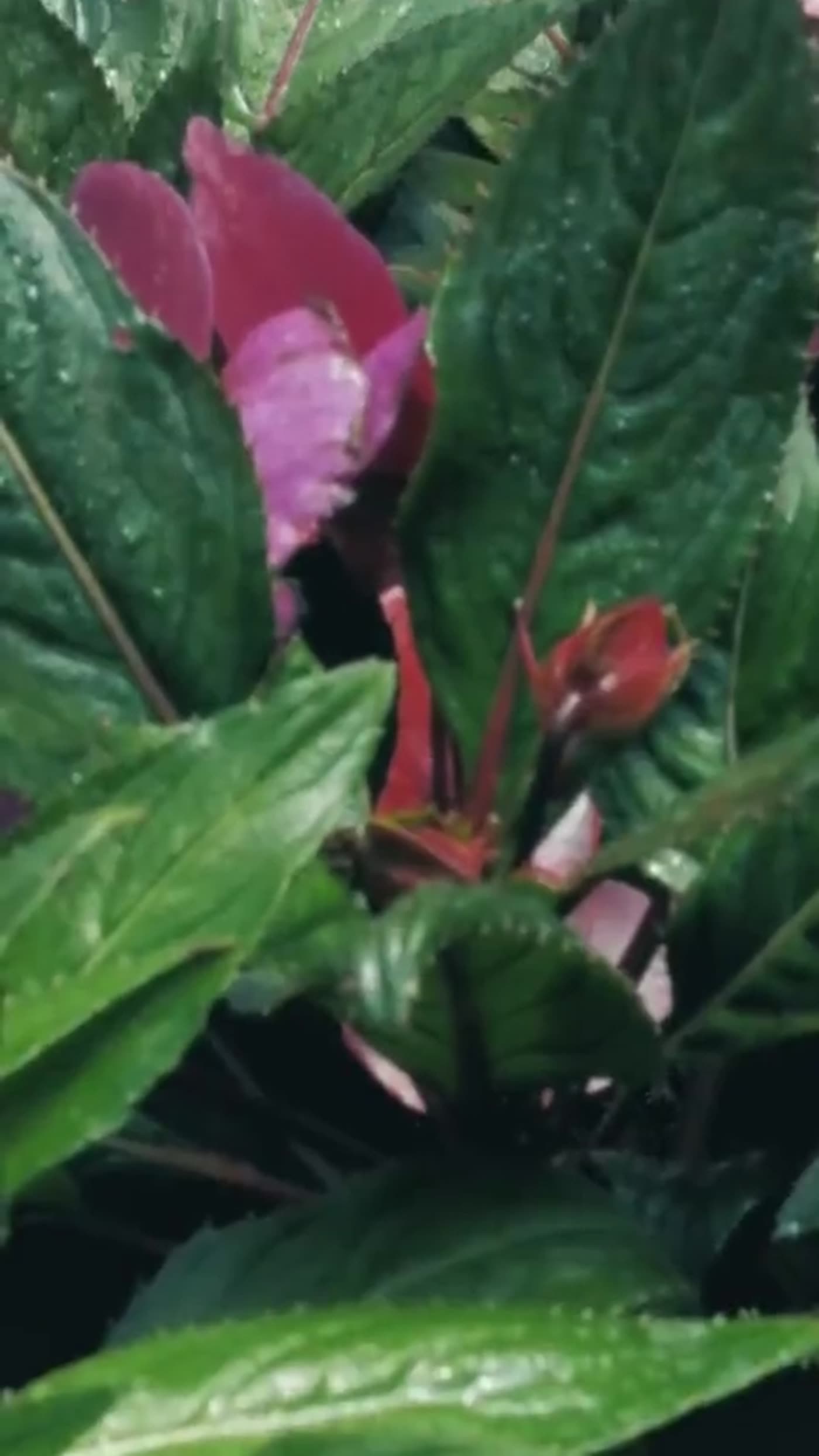 Plantas de ornato para roof garden