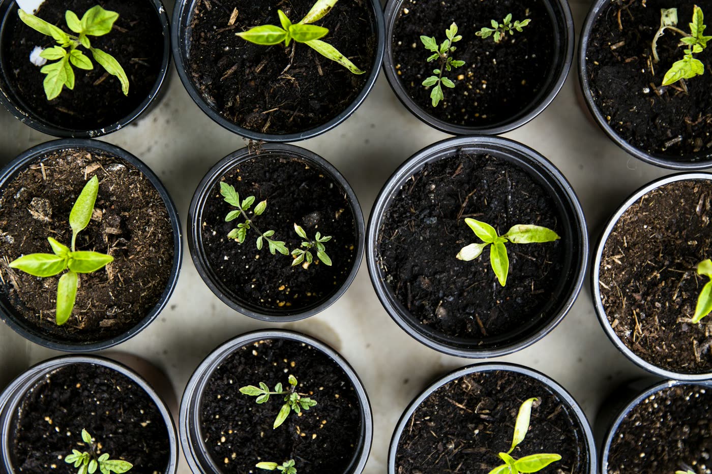 Charolas de germinación