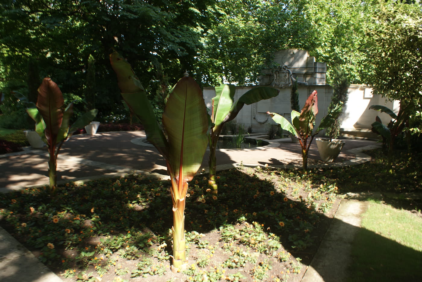 Palmas en un jardín con otras plantas