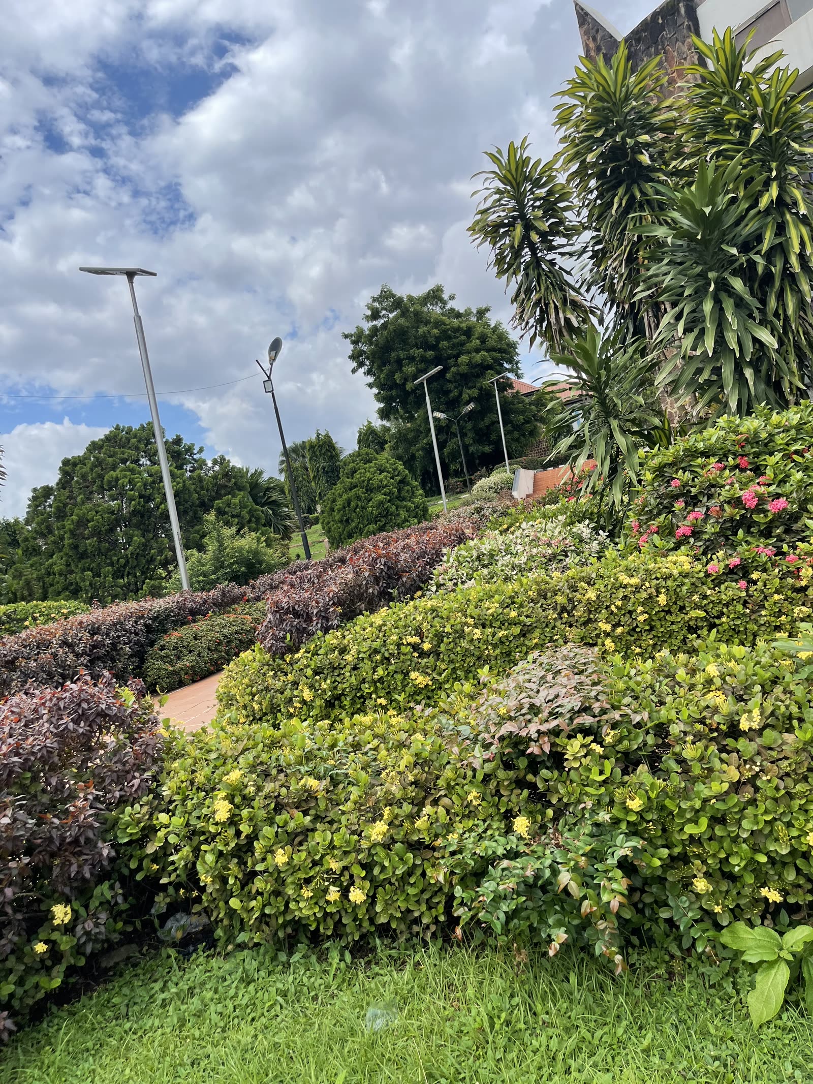 Arbustos y plantas con flor