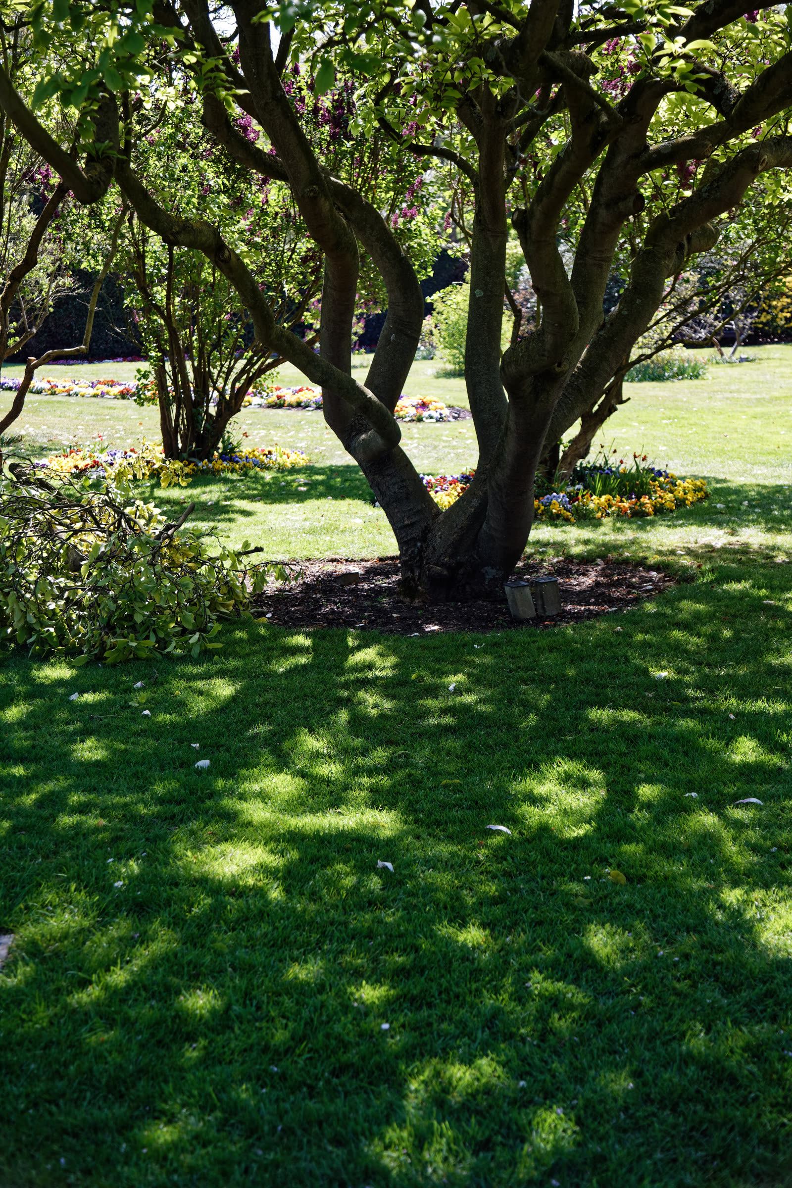 Pasto bajo la sombra de un árbol