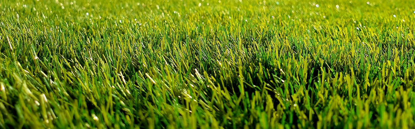 Pasto Zoysia de hoja fina